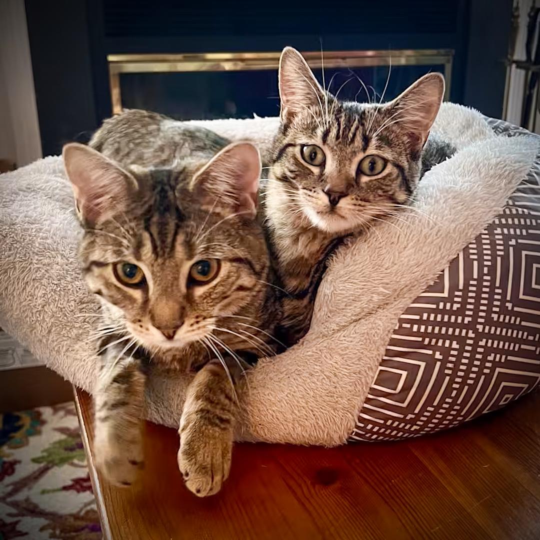 Enlarge Charles and Chad (Best Friends), an adopted Domestic Short Hair in Bloomfield, NJ image 1/4