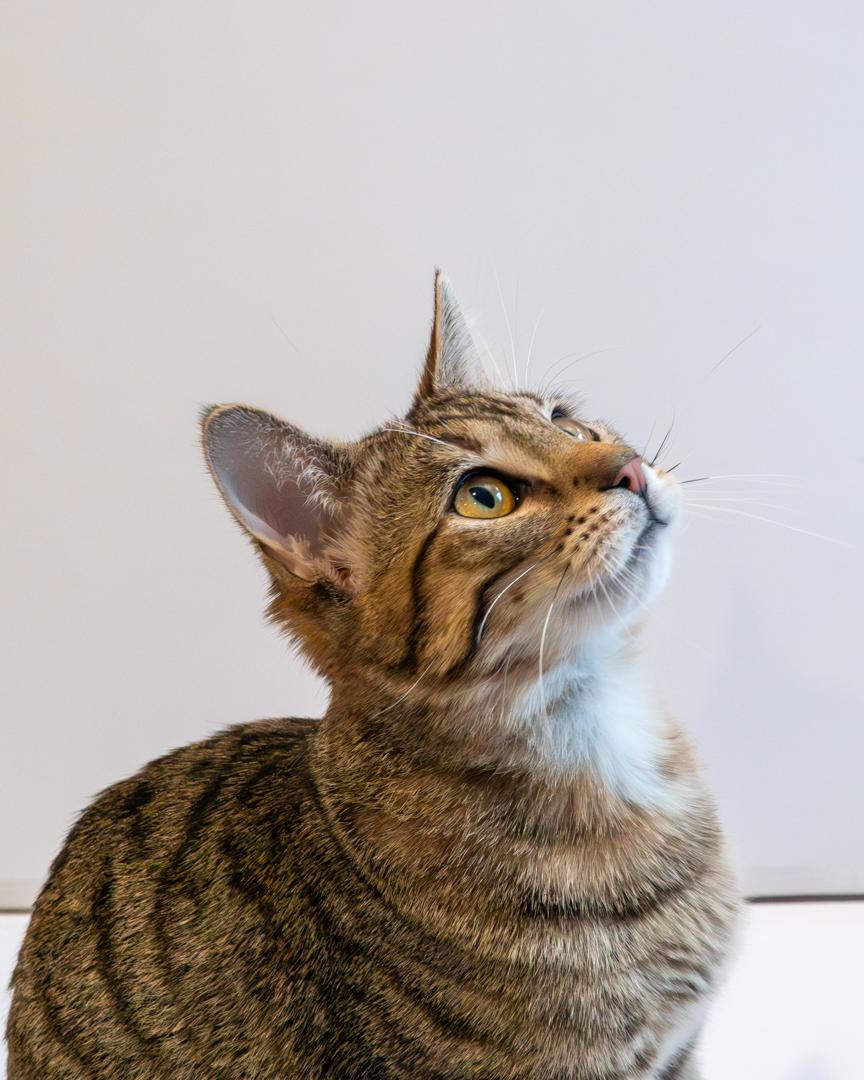 Enlarge Charles and Chad (Best Friends), an adopted Domestic Short Hair in Bloomfield, NJ image 3/4