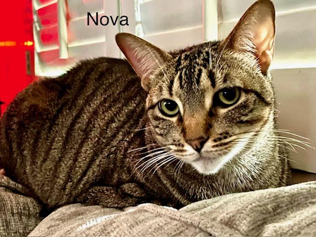 Nova aka Mountain Lion, Young Female Bengal