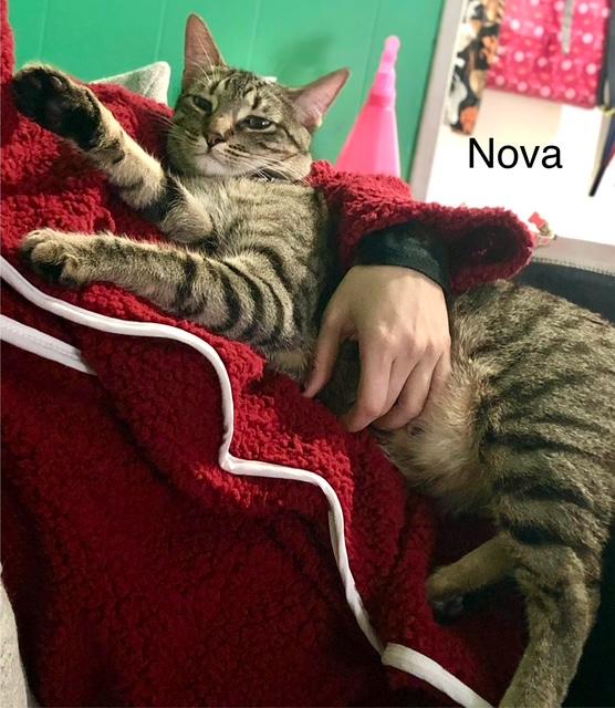 Nova aka Mountain Lion photo 6