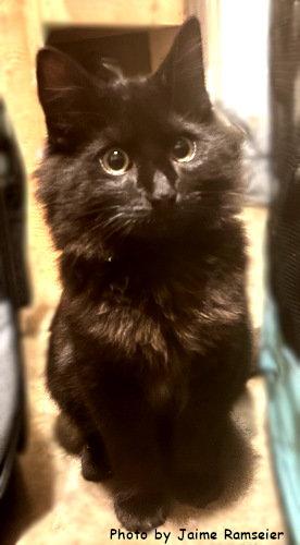 RC, Adopted, Kitten Male Domestic Medium Hair.