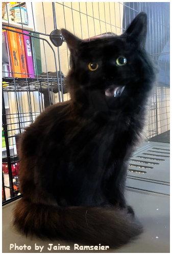 Enlarge RC, a Adopted Domestic Medium Hair in Oak Ridge, TN image 2/3