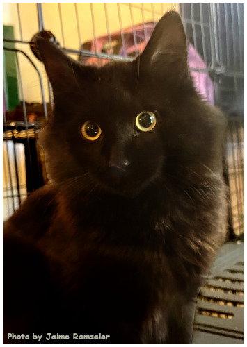 Enlarge RC, a Adopted Domestic Medium Hair in Oak Ridge, TN image 3/3