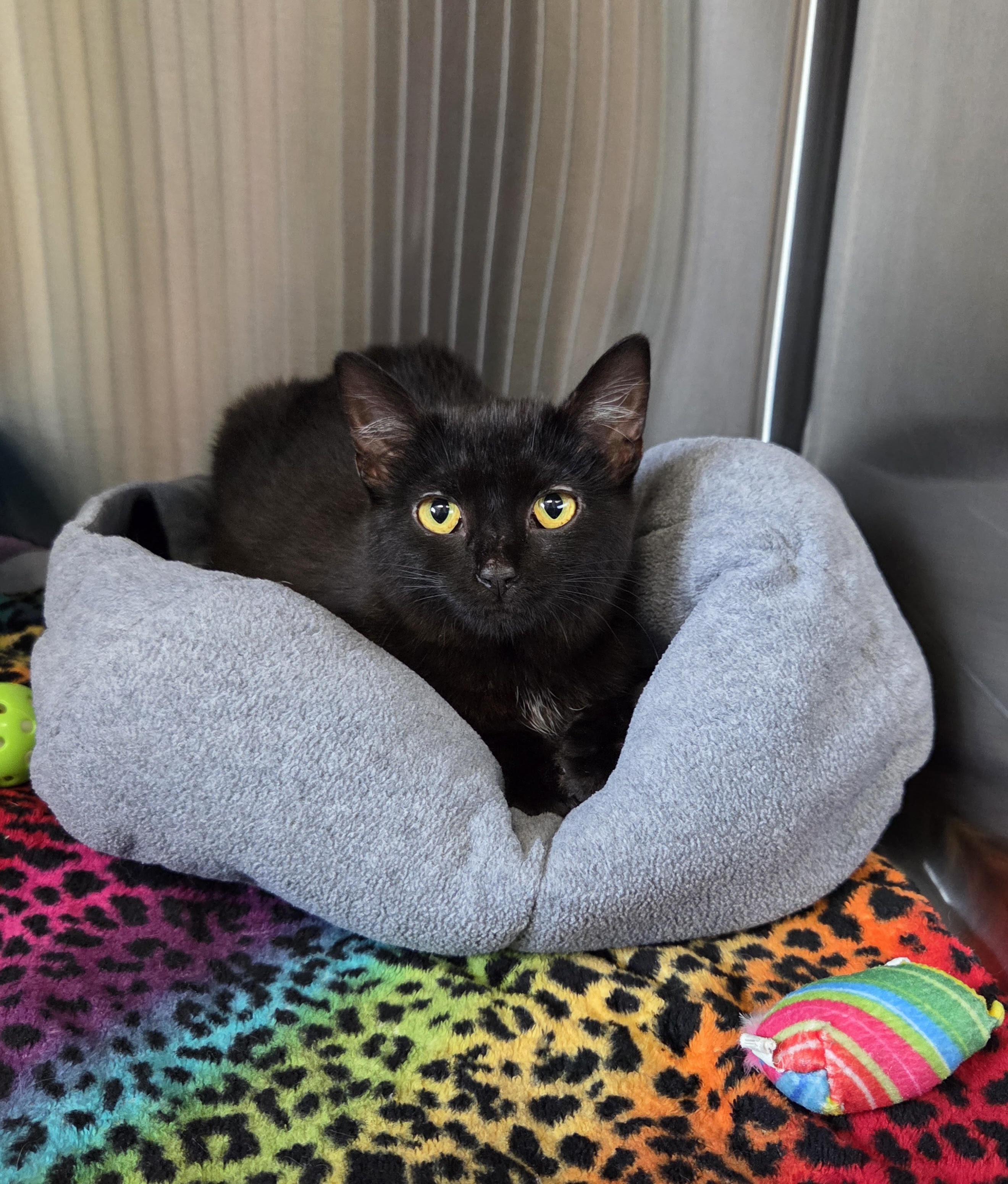 Onnie, Adoptable, Young Female Domestic Short Hair.