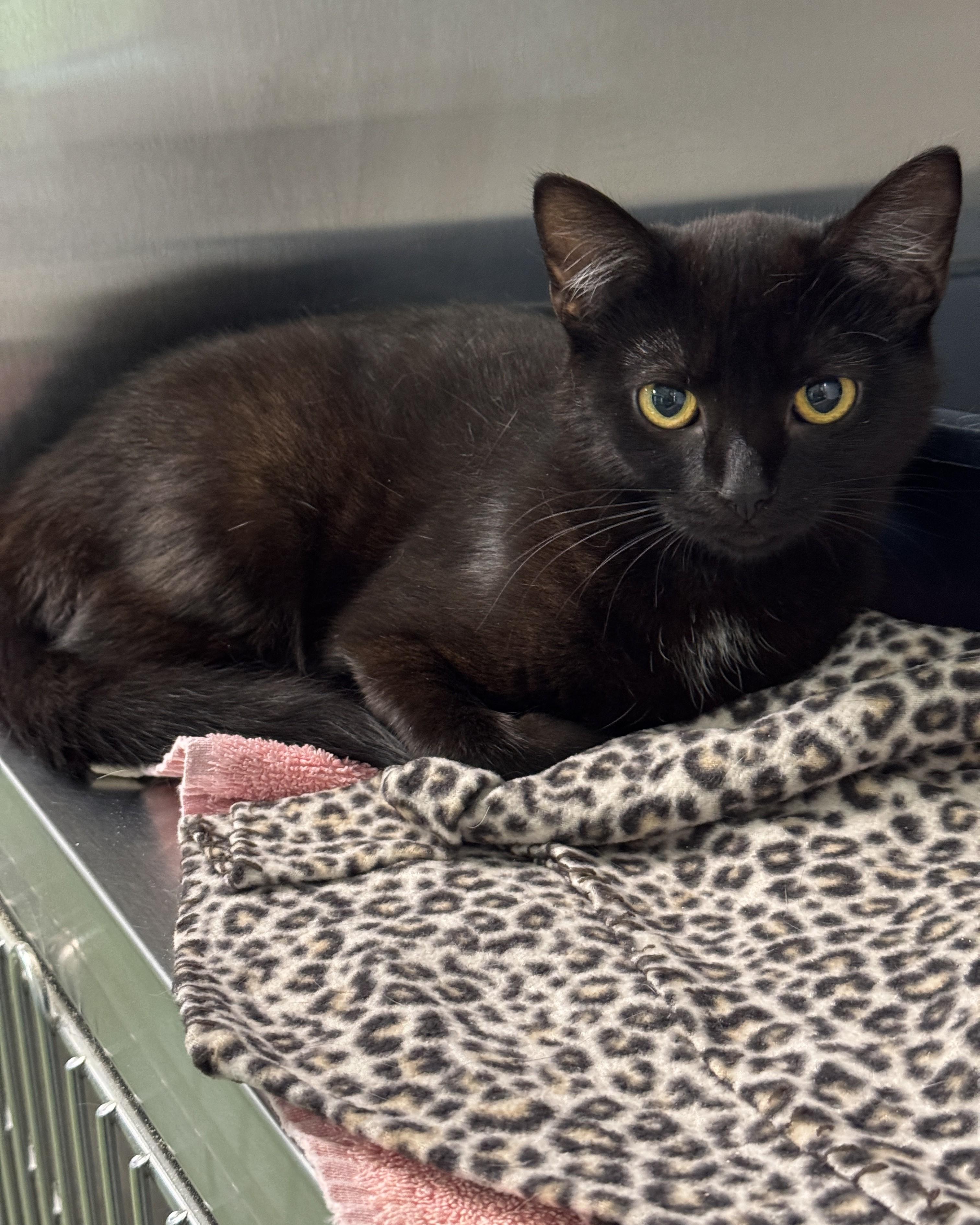 Enlarge Onnie, a Adoptable Domestic Short Hair in Seneca, PA image 2/4