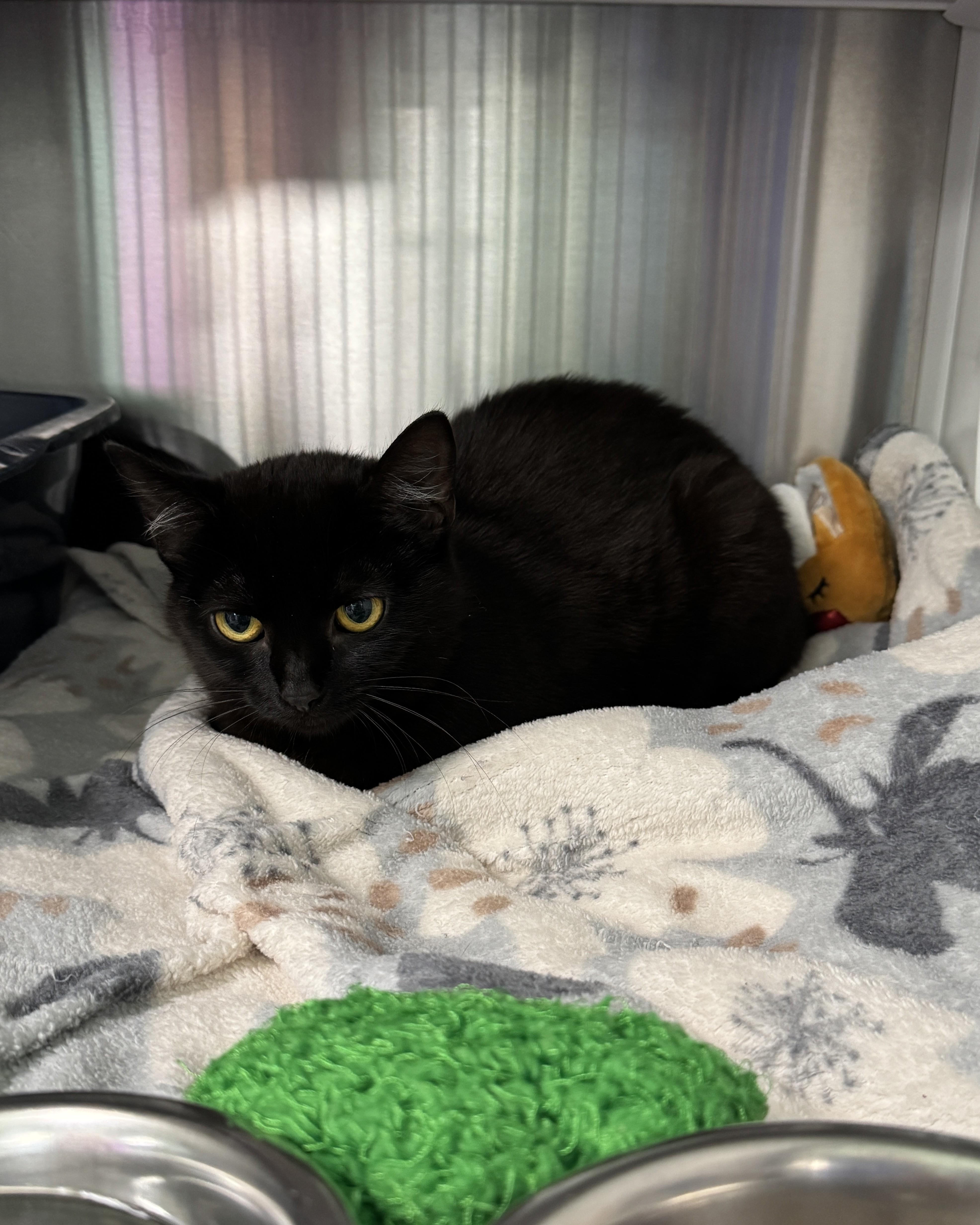 Enlarge Onnie, a Adoptable Domestic Short Hair in Seneca, PA image 3/4