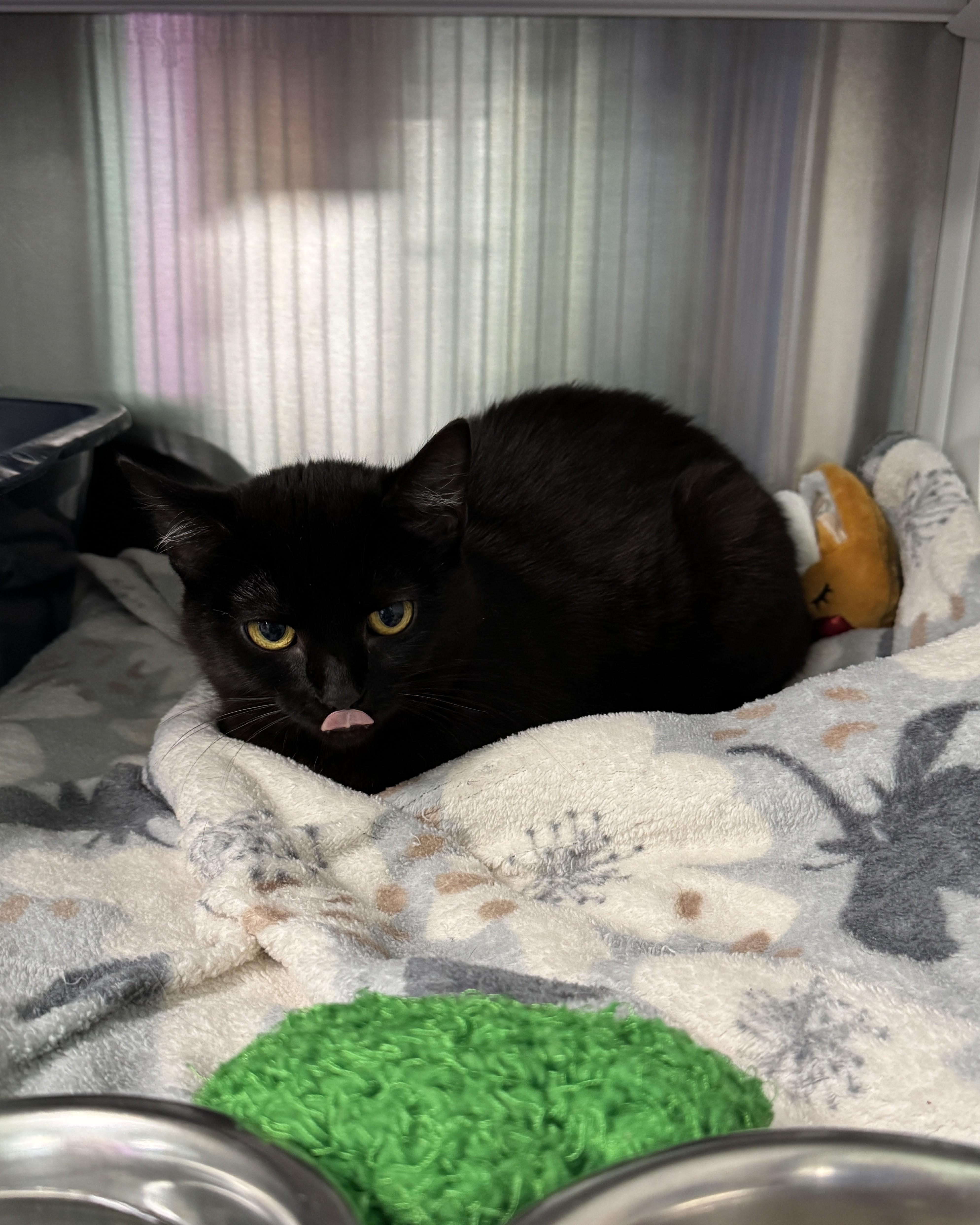 Enlarge Onnie, a Adoptable Domestic Short Hair in Seneca, PA image 4/4