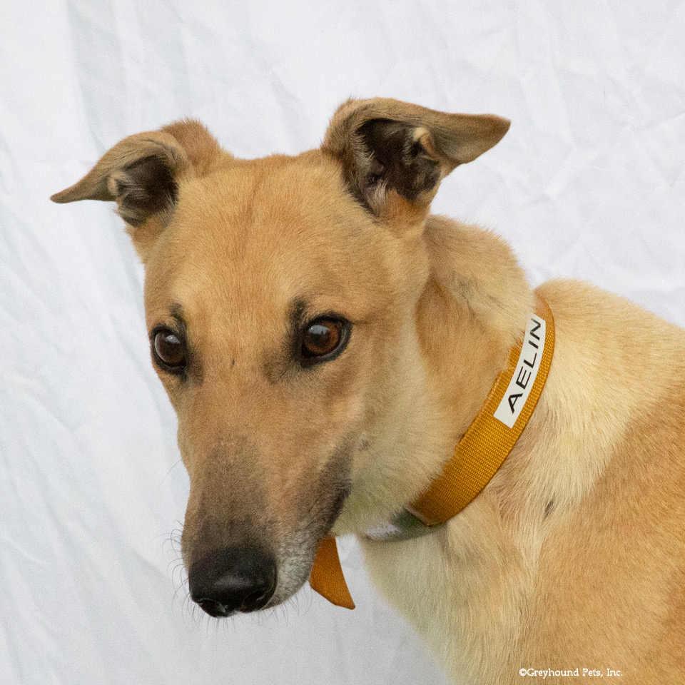 Aelin, a Adopted Greyhound in Woodinville, WA image 1/2