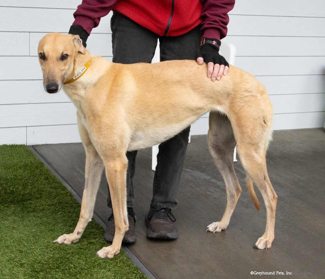 Aelin, a Adopted Greyhound in Woodinville, WA image 2/2