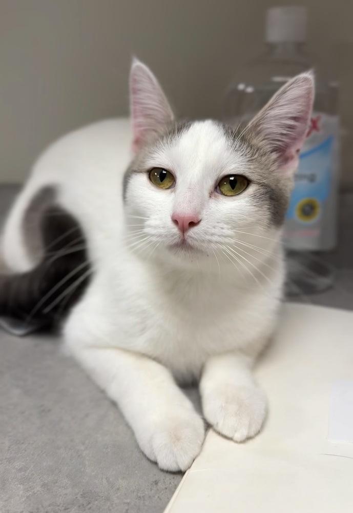 Daisy, Adoptable, Adult Female Domestic Short Hair.