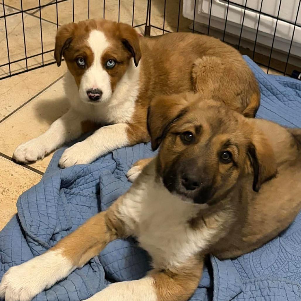 Stream, Adoptable, Puppy Female Mixed Breed.