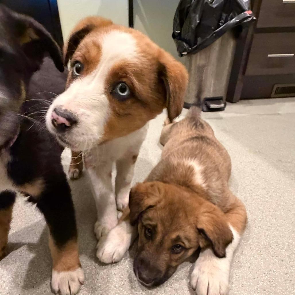 Stream, a Adoptable Mixed Breed in Oxford, ME image 2/5