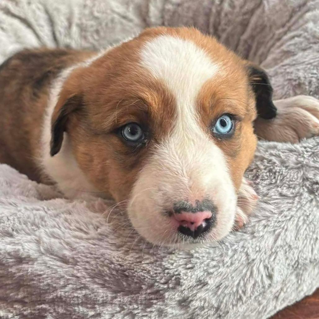 Stream, a Adoptable Mixed Breed in Oxford, ME image 3/5