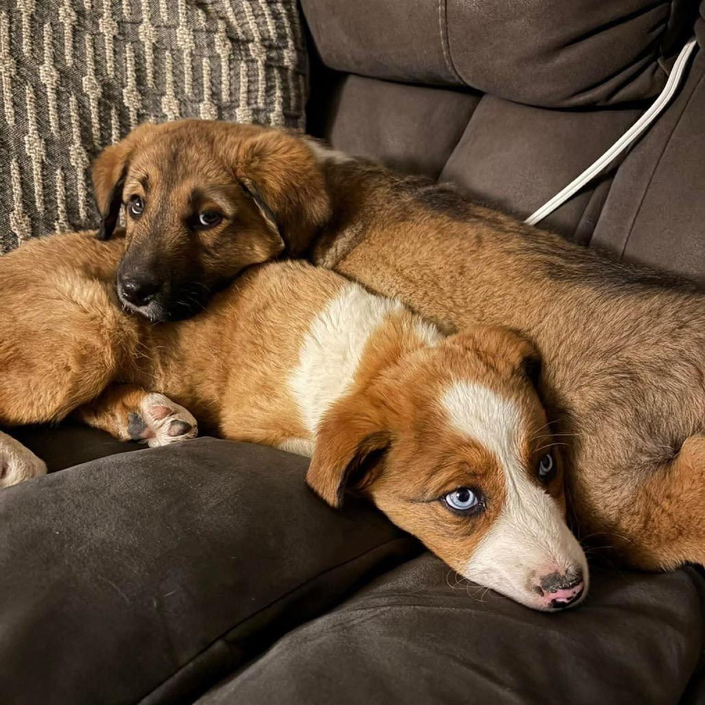 Stream, a Adoptable Mixed Breed in Oxford, ME image 4/5