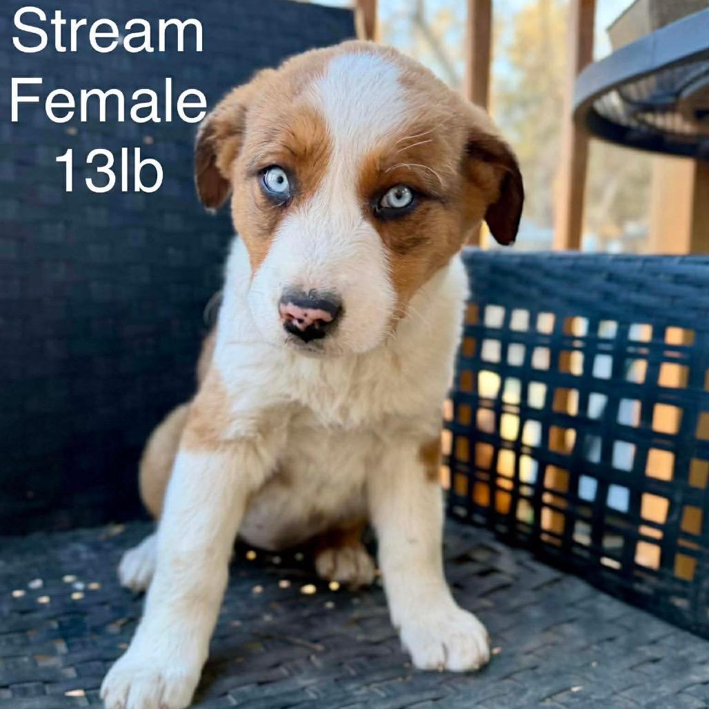 Stream, a Adoptable Mixed Breed in Oxford, ME image 5/5
