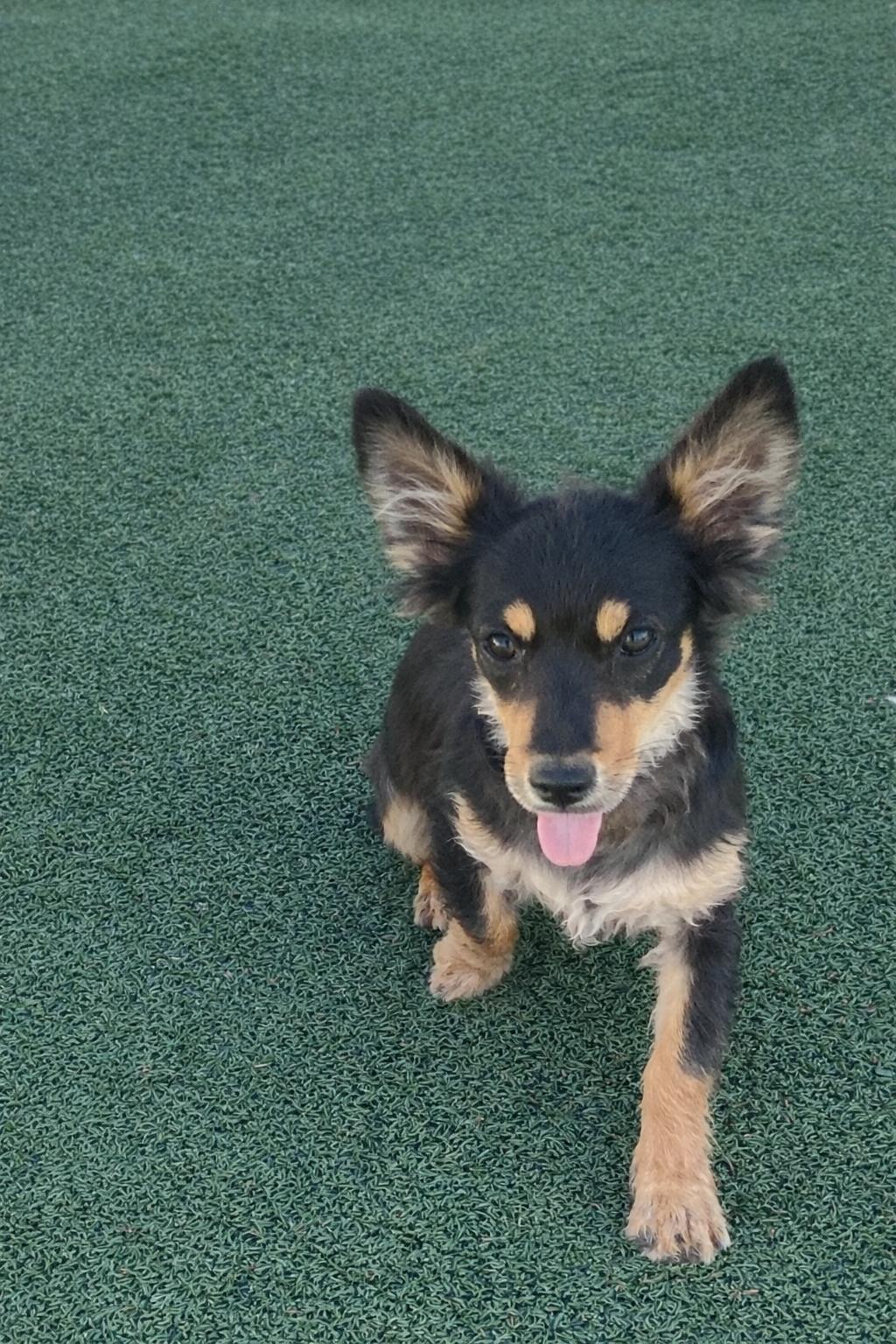 Bear, Adopted, Puppy Male Chihuahua.