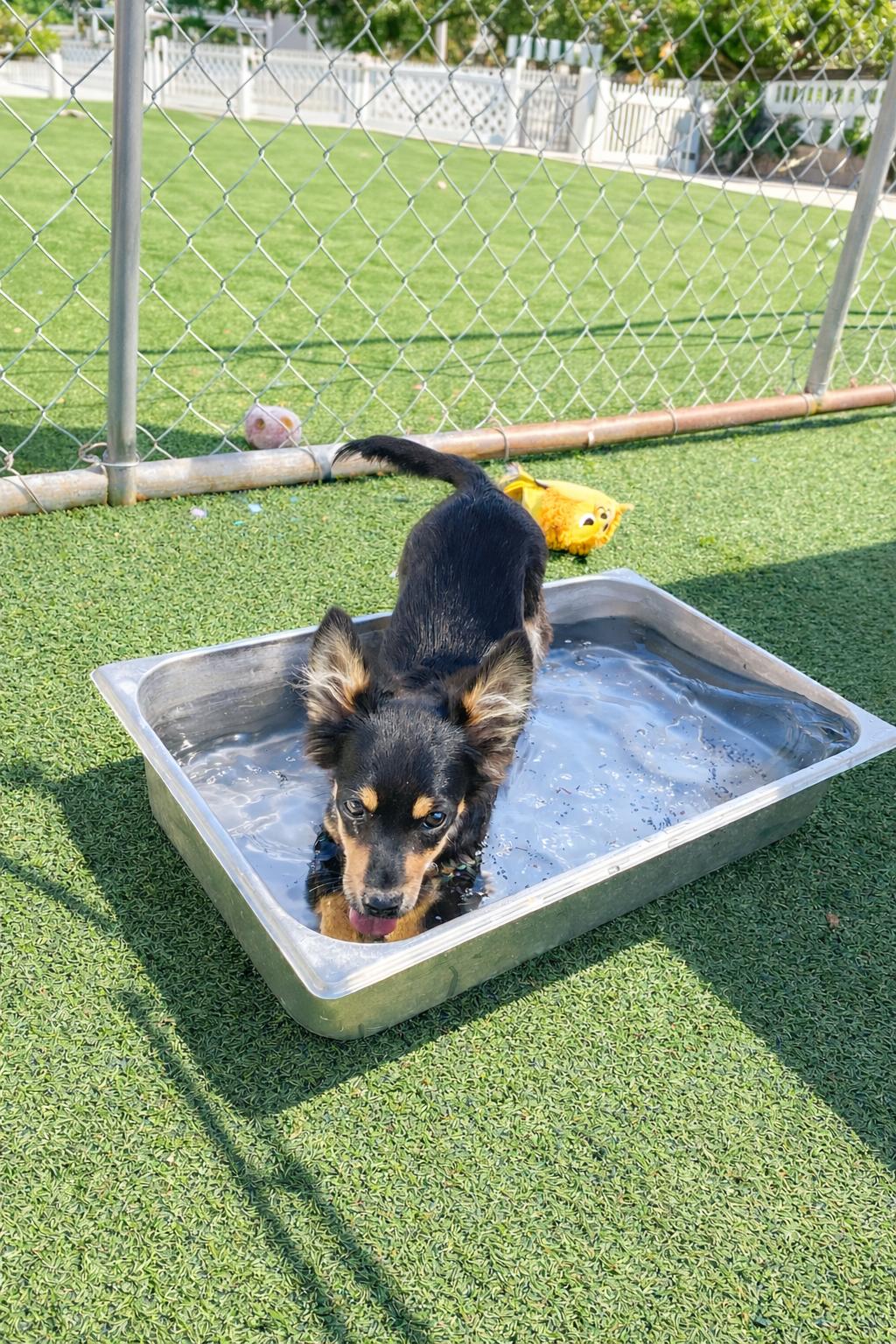 Enlarge Bear, a Adopted Chihuahua in La Verne, CA image 2/3