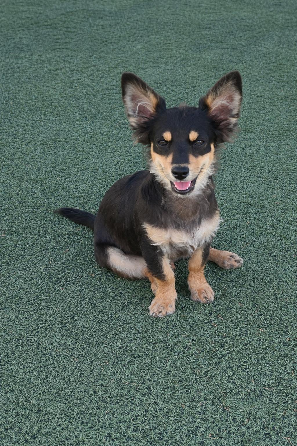 Enlarge Bear, a Adopted Chihuahua in La Verne, CA image 3/3