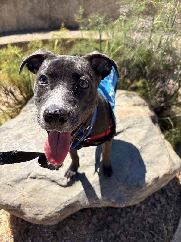 Veronica, a ADOPTABLE Pit Bull Terrier in Berkeley, CA image 4/6