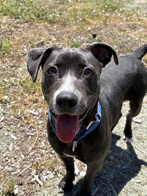 Veronica, a ADOPTABLE Pit Bull Terrier in Berkeley, CA image 1/6