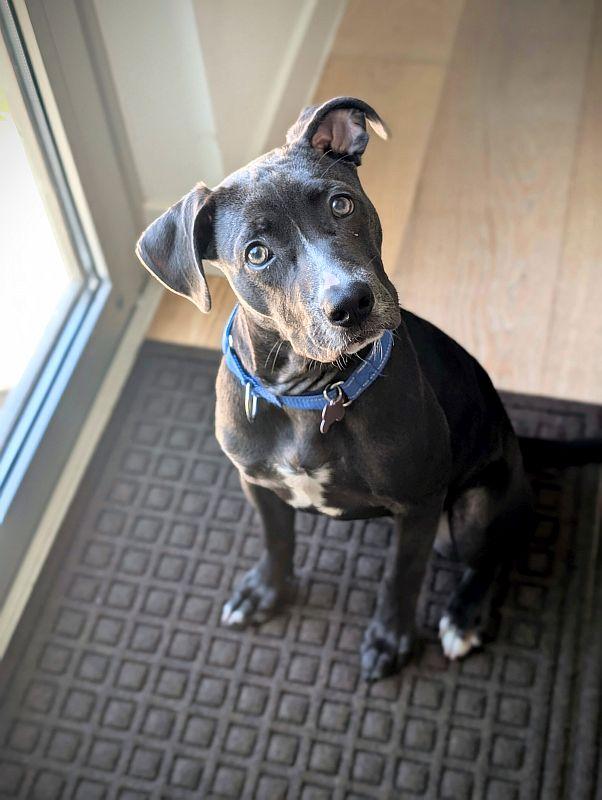 Veronica, a ADOPTABLE Pit Bull Terrier in Berkeley, CA image 6/6