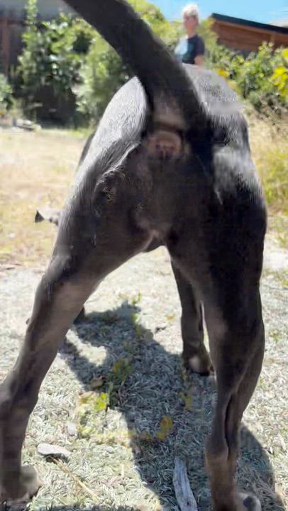 Enlarge Veronica, a ADOPTABLE Pit Bull Terrier in Berkeley, CA video 3/6