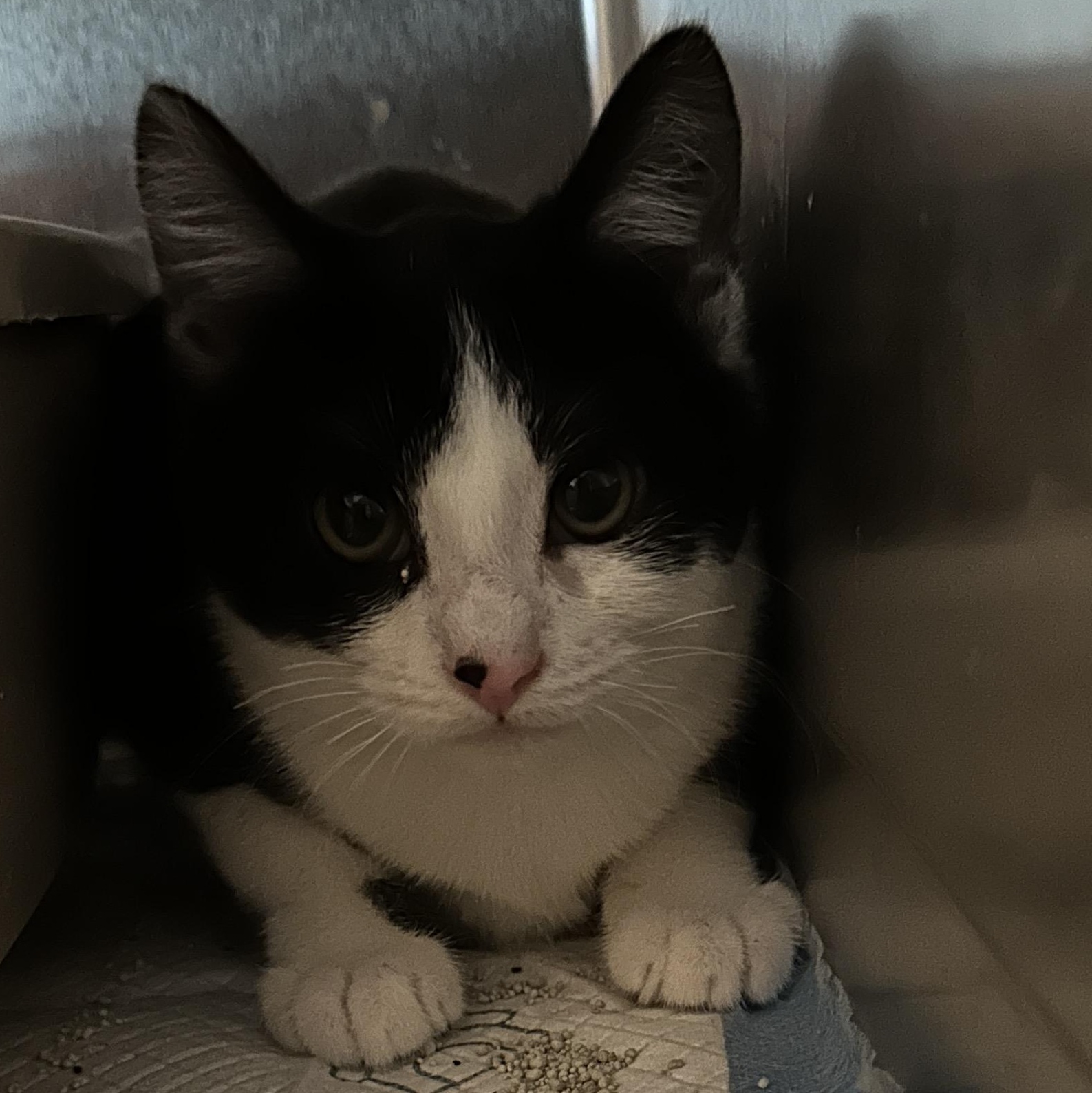 Enlarge Freckles, an adoptable Domestic Short Hair in Sheridan, OR image 2/2