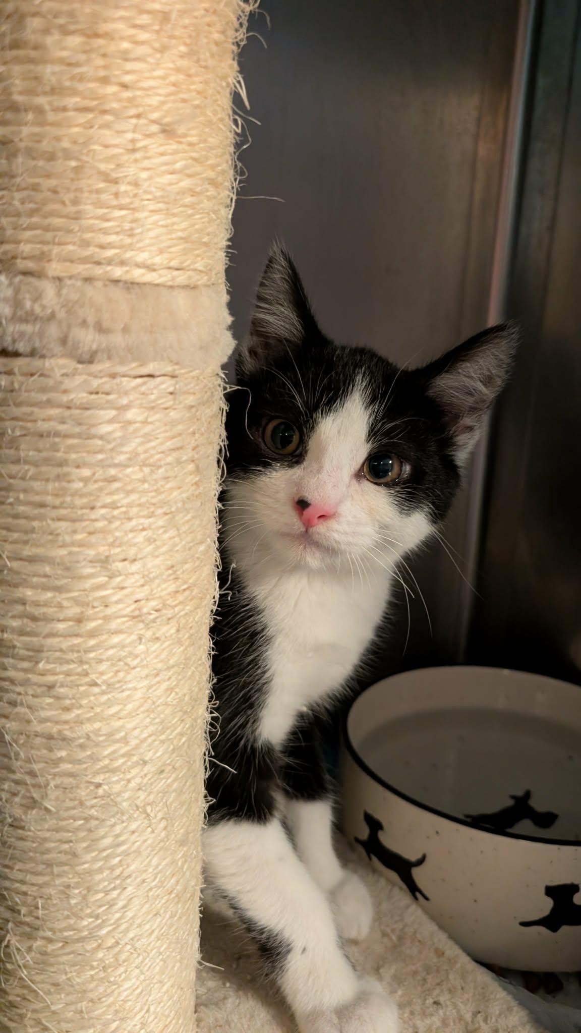 Freckles, adoptable, Young Male Domestic Short Hair.