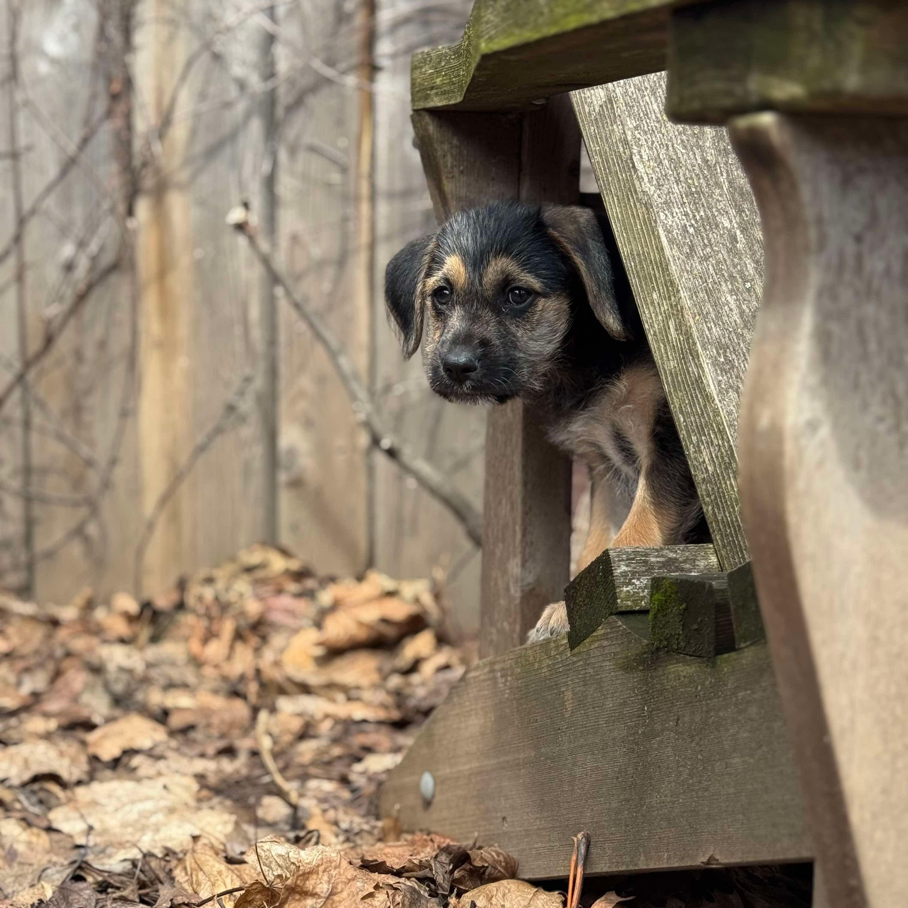 Enlarge Rocco, a Adopted mixed breed in Hamilton, ON image 3/4