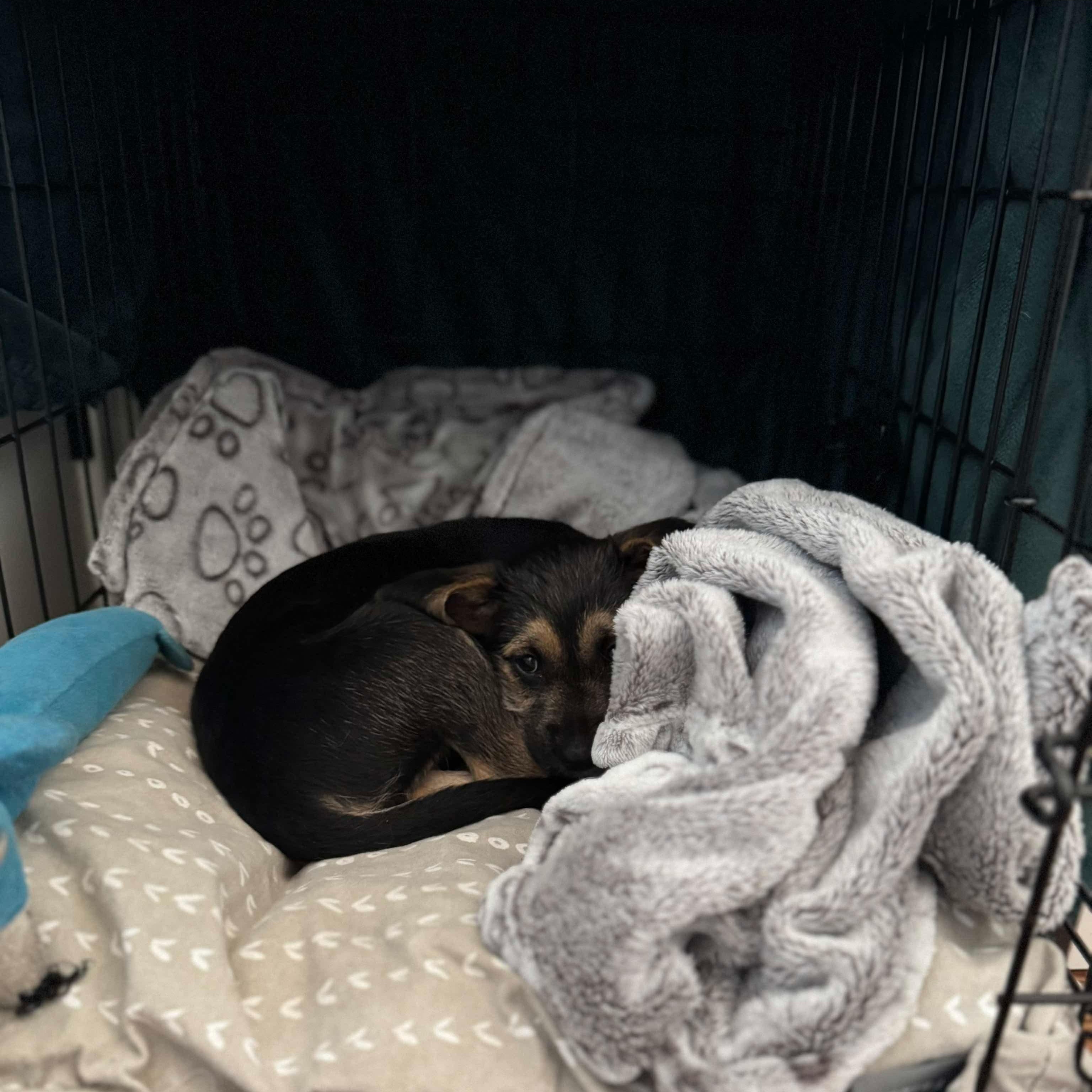 Enlarge Rocco, a Adopted mixed breed in Hamilton, ON image 4/4