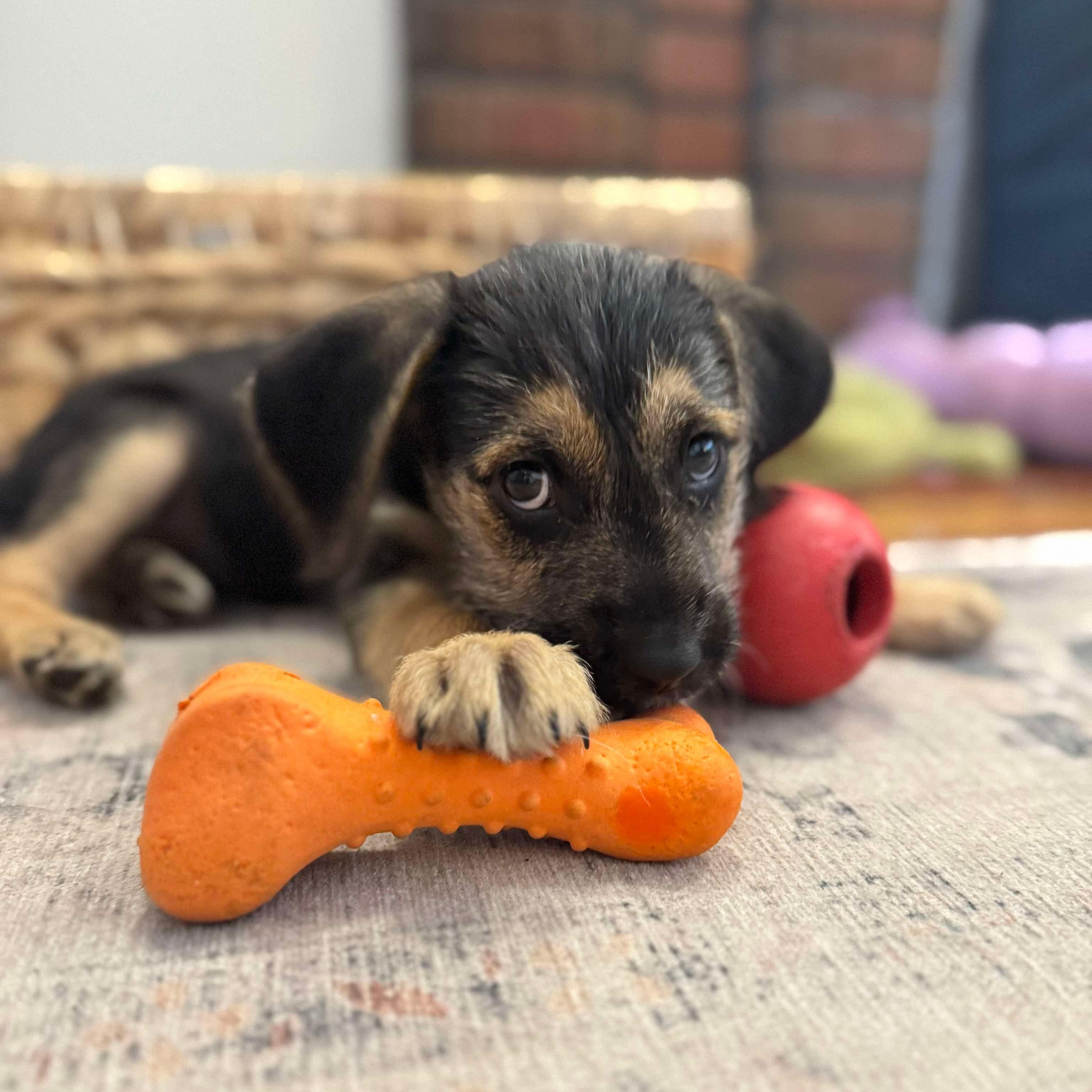 Rocco, Adopted, Puppy Male Terrier.