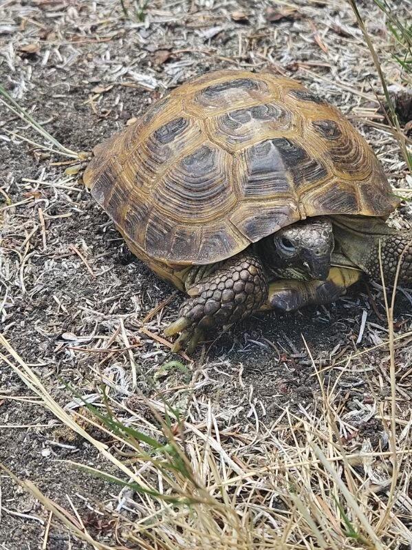 Enlarge Poptort, an adoptable Russian in Oakville, WA image 3/5