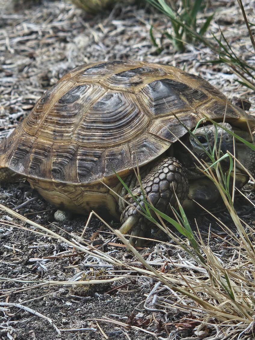 Enlarge Poptort, an adoptable Russian in Oakville, WA image 1/5
