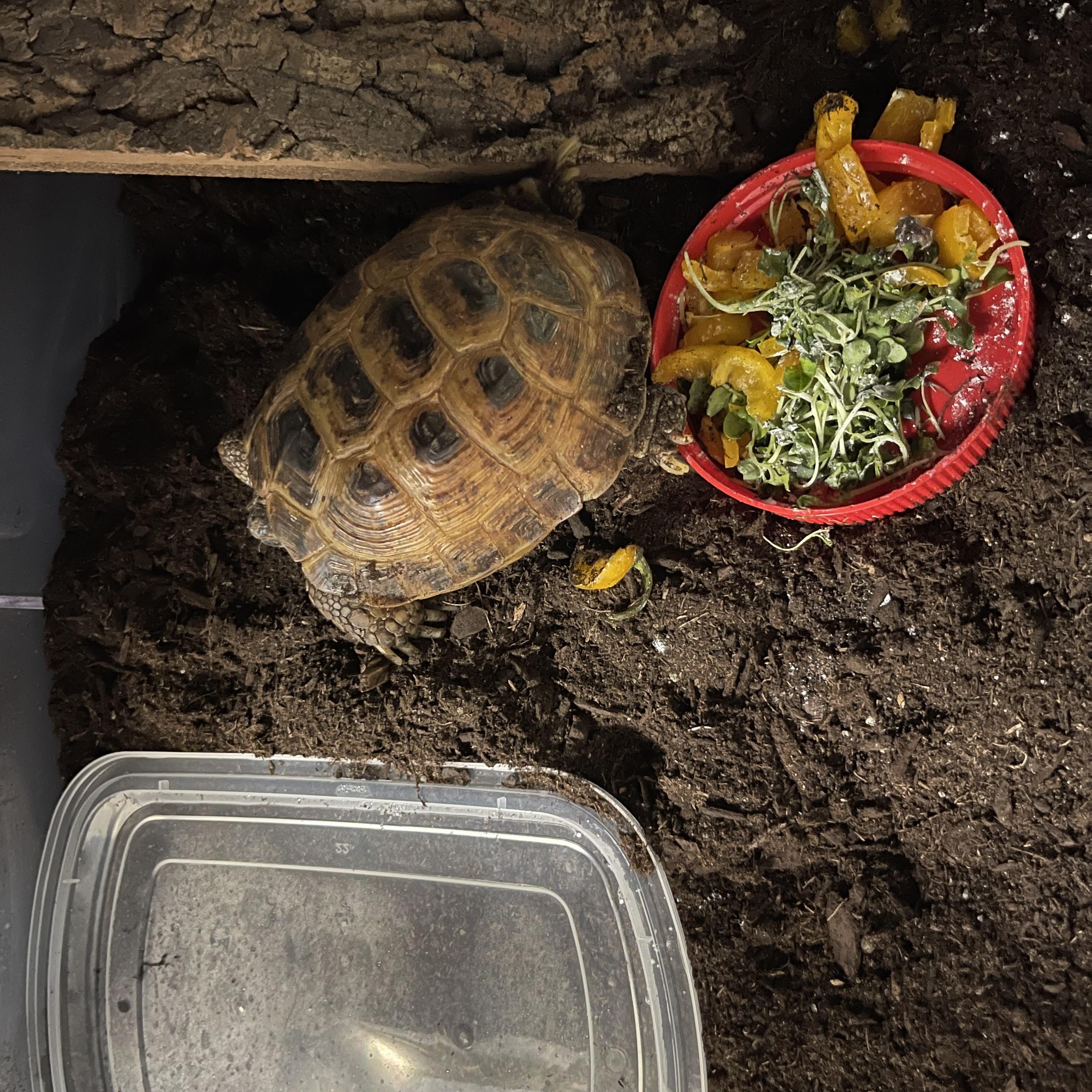 Enlarge Poptort, an adoptable Russian in Oakville, WA image 4/5