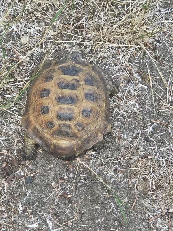 Enlarge Poptort, an adoptable Russian in Oakville, WA image 5/5