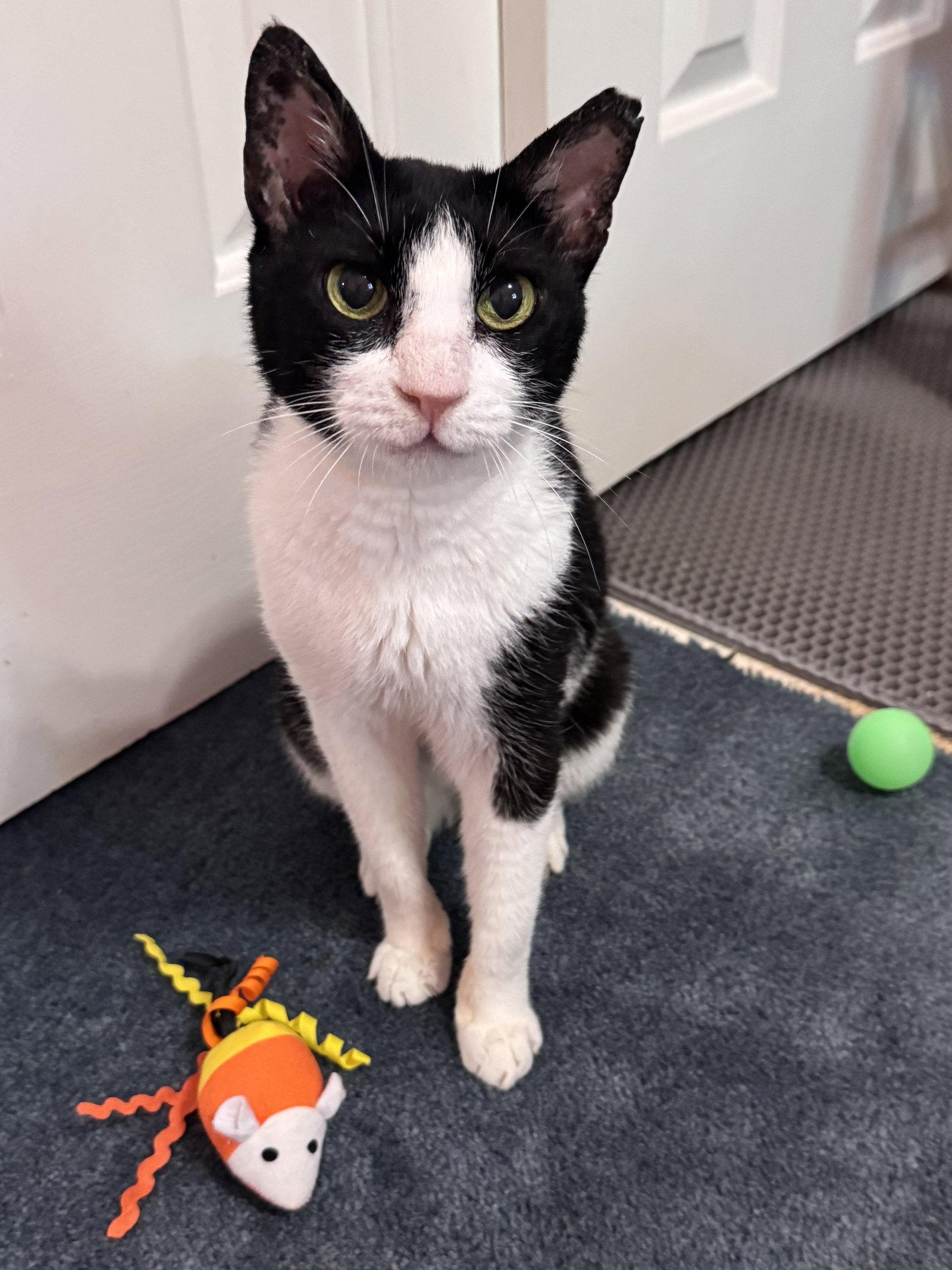 Feta - FEE SPONSORED!, Adoptable, Senior Female Egyptian Mau.