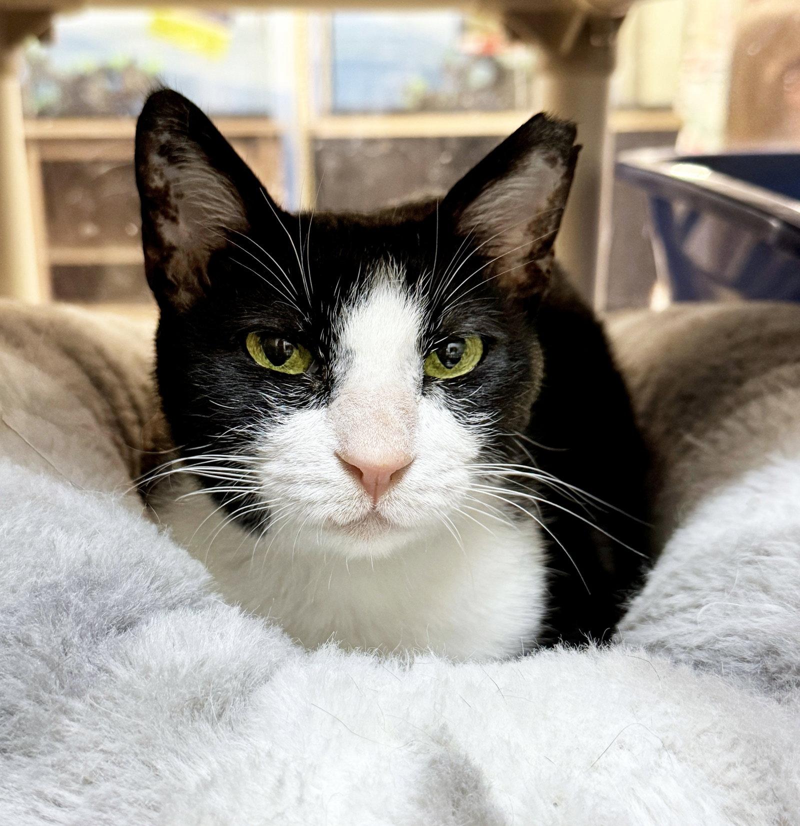Enlarge Feta - FEE SPONSORED!, a Adoptable Egyptian Mau in Herndon, VA image 3/3