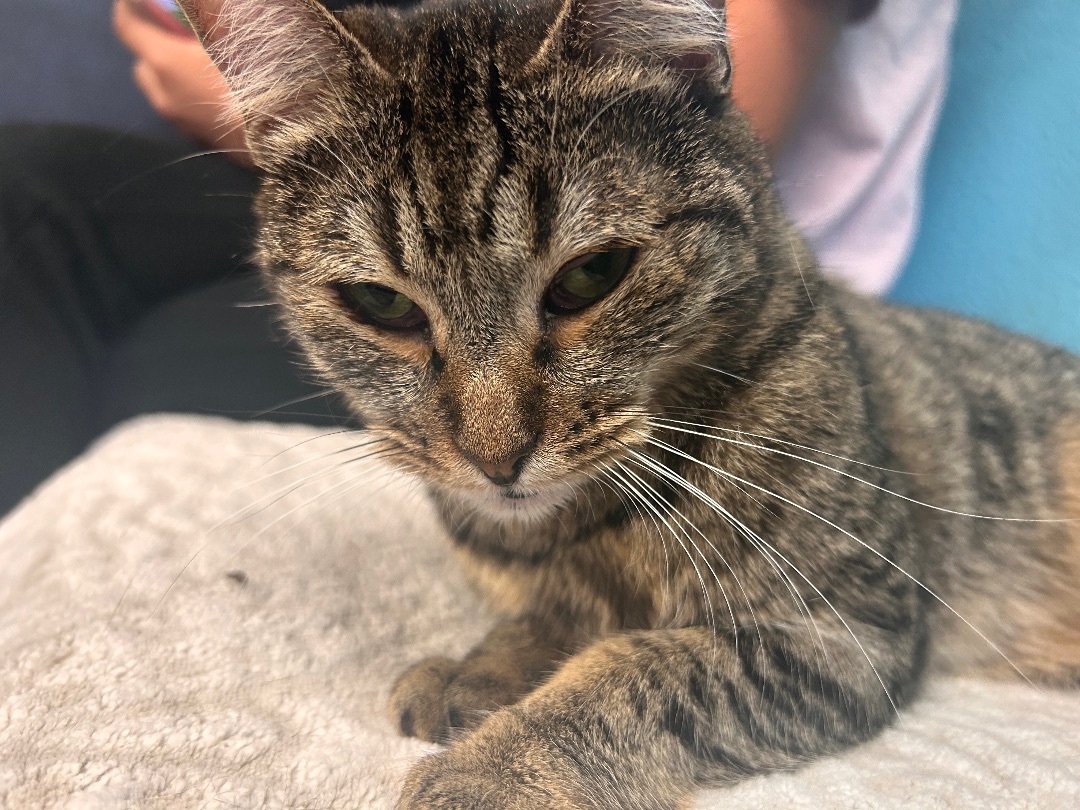 Enlarge Autumn, a Adoptable Tabby in Huntington Beach, CA image 1/4