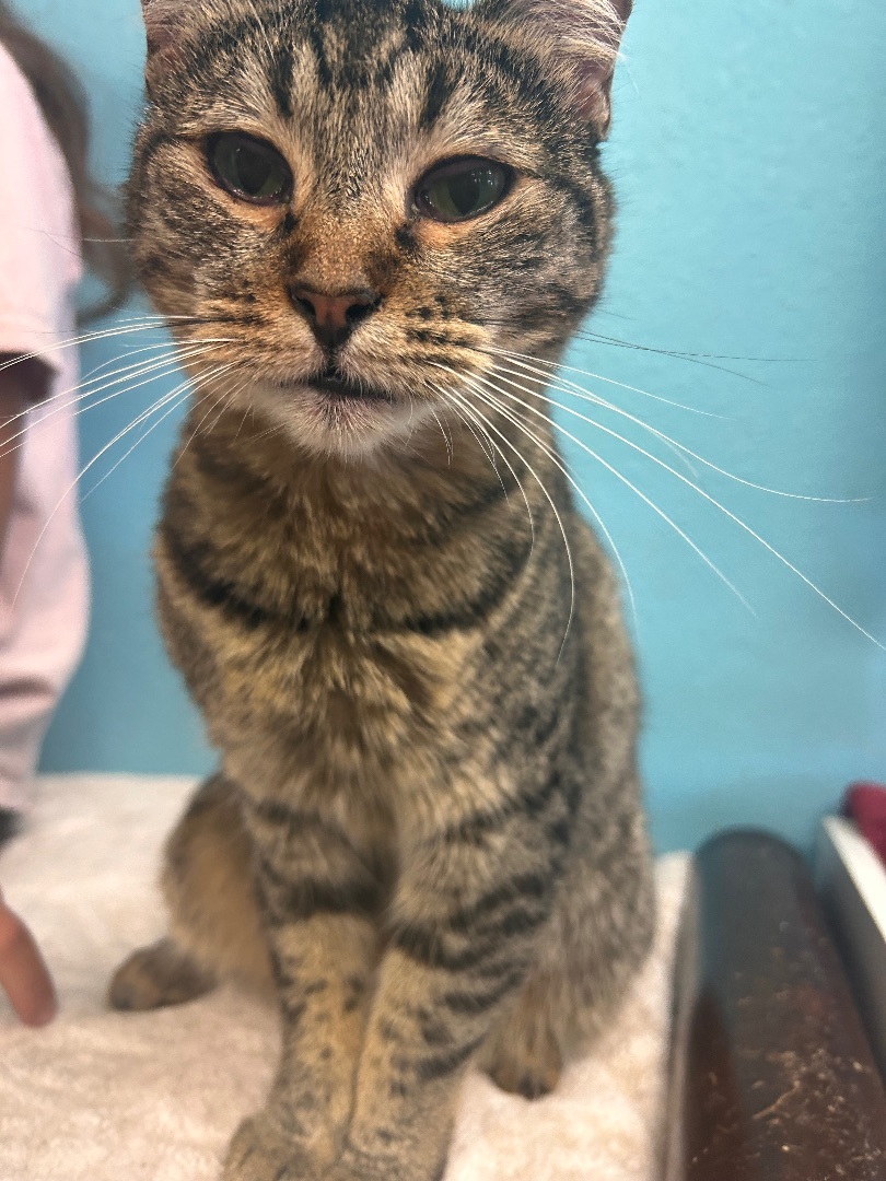 Enlarge Autumn, a Adoptable Tabby in Huntington Beach, CA image 2/4