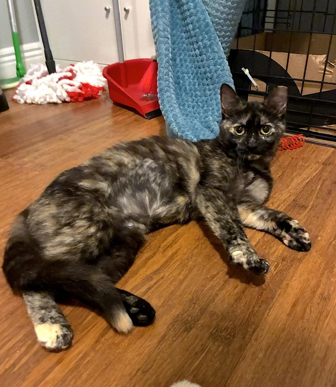 Enlarge Ember, a Adopted mixed breed in Fremont, CA image 1/3