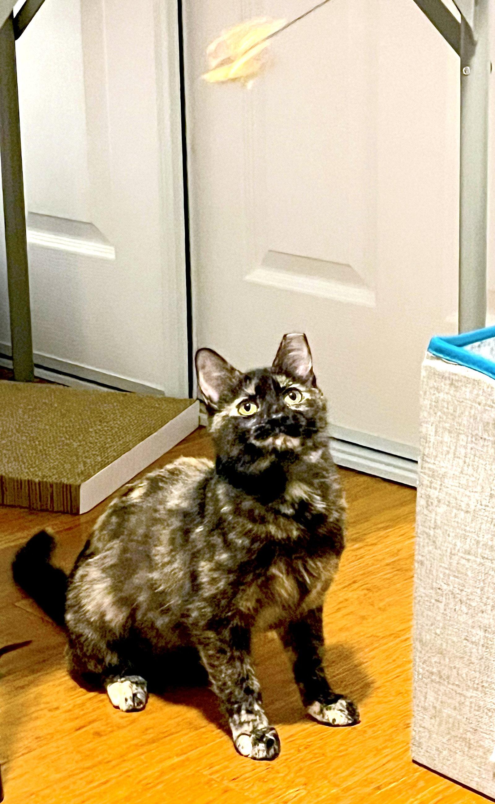 Enlarge Ember, a Adopted mixed breed in Fremont, CA image 2/3