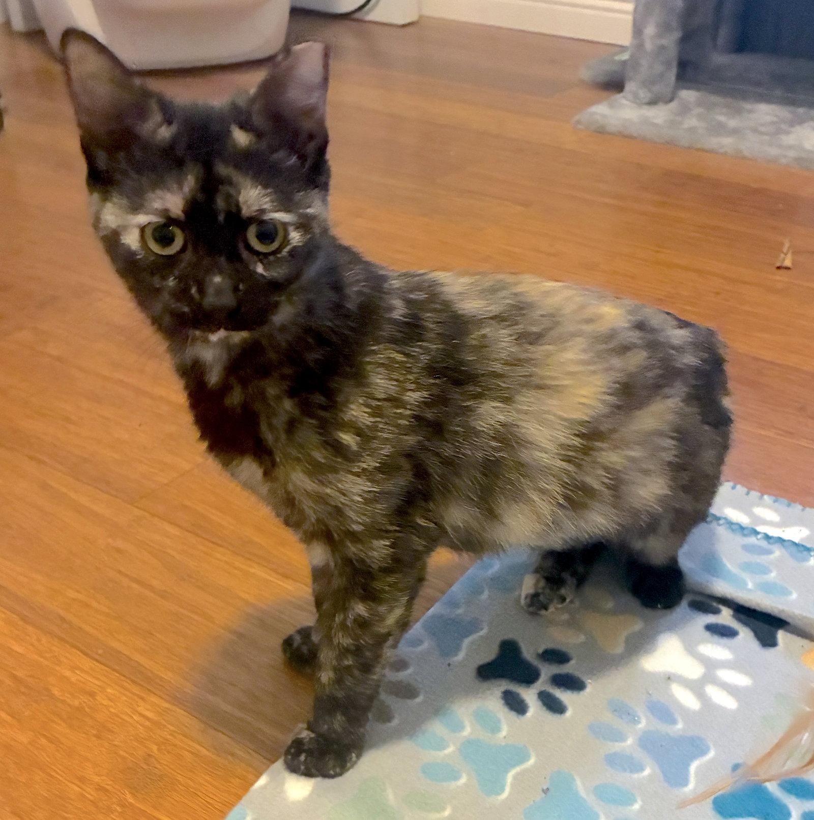 Enlarge Ember, a Adopted mixed breed in Fremont, CA image 3/3