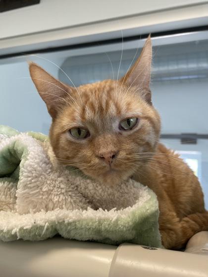 Golden Graham, Adoptable, Adult Male Domestic Short Hair & Domestic Short Hair.