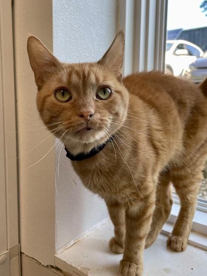 Enlarge Golden Graham, a Adoptable mixed breed in Madison, WI image 2/3
