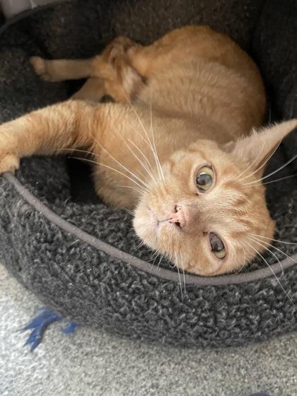 Enlarge Golden Graham, a Adoptable mixed breed in Madison, WI image 3/3