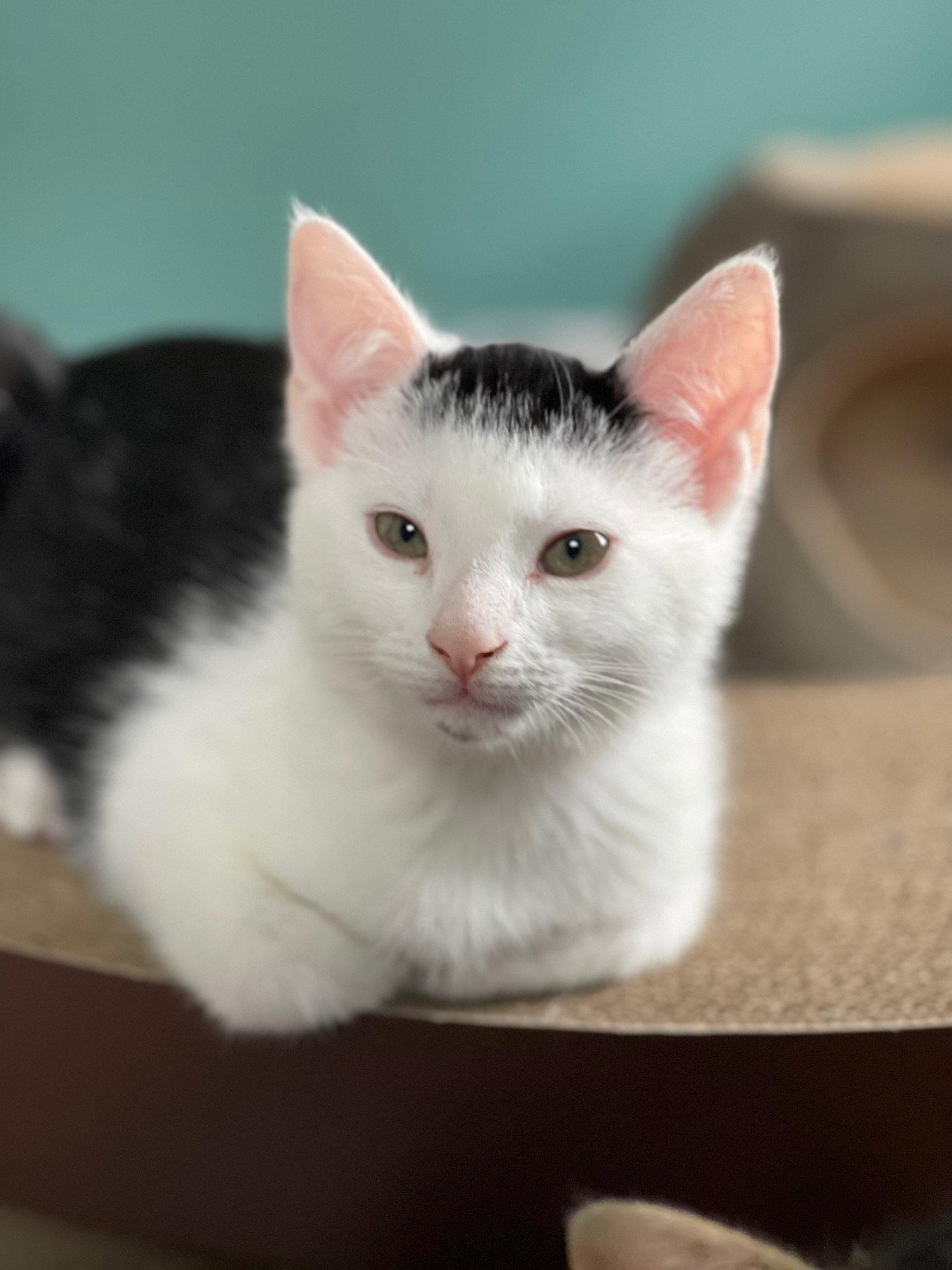 Zeta, a Adopted Domestic Short Hair in Somerville, MA image 1/3