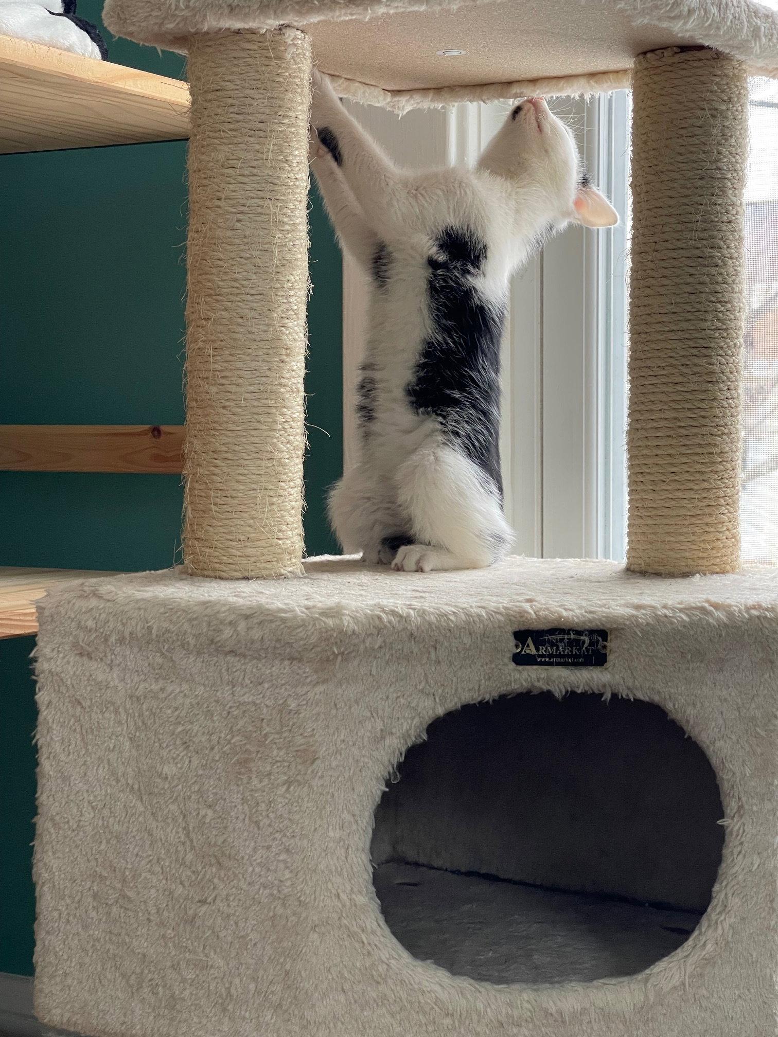 Zeta, a Adopted Domestic Short Hair in Somerville, MA image 3/3