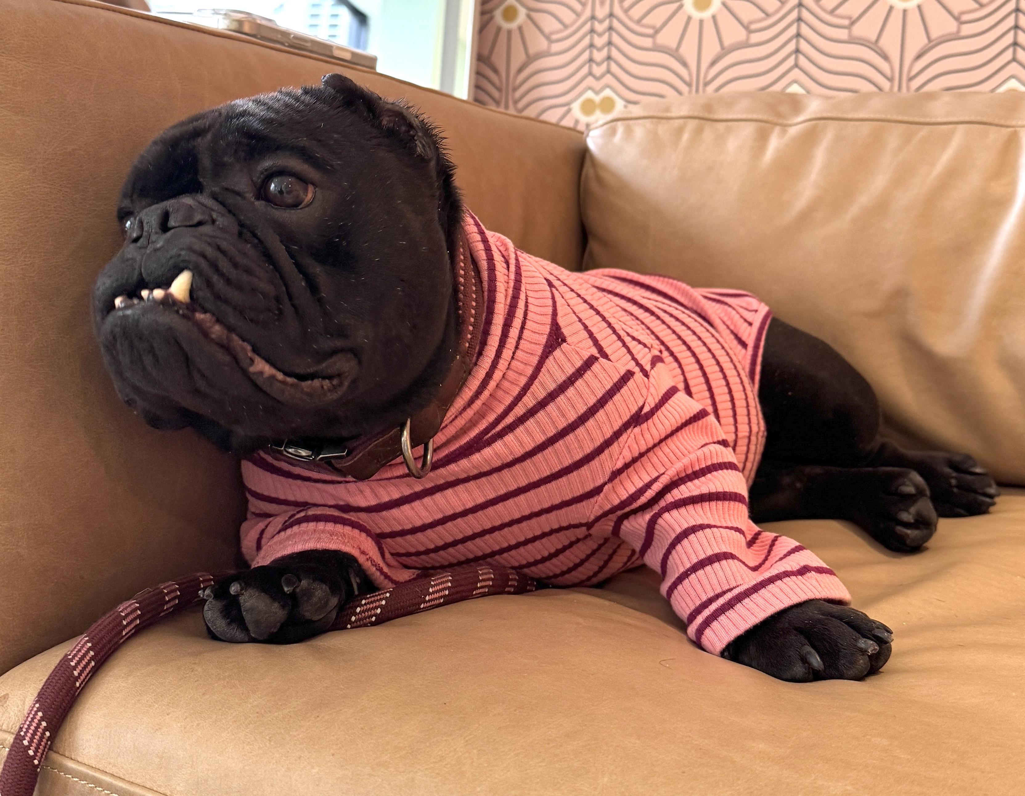 Dumpling, an adopted mixed breed in Brooklyn, NY image 3/6