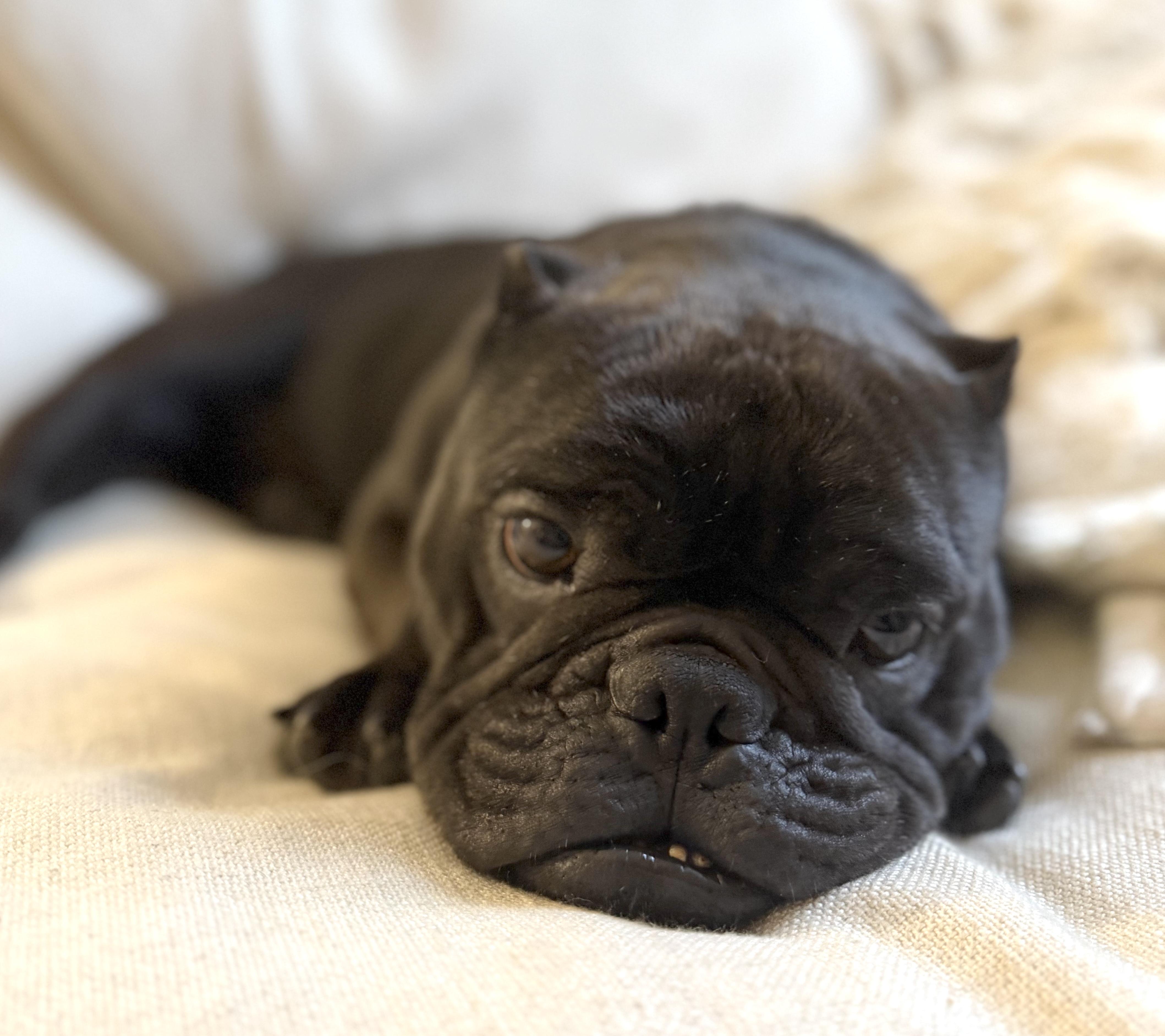 Dumpling, adopted, Adult Female French Bulldog & Bulldog.