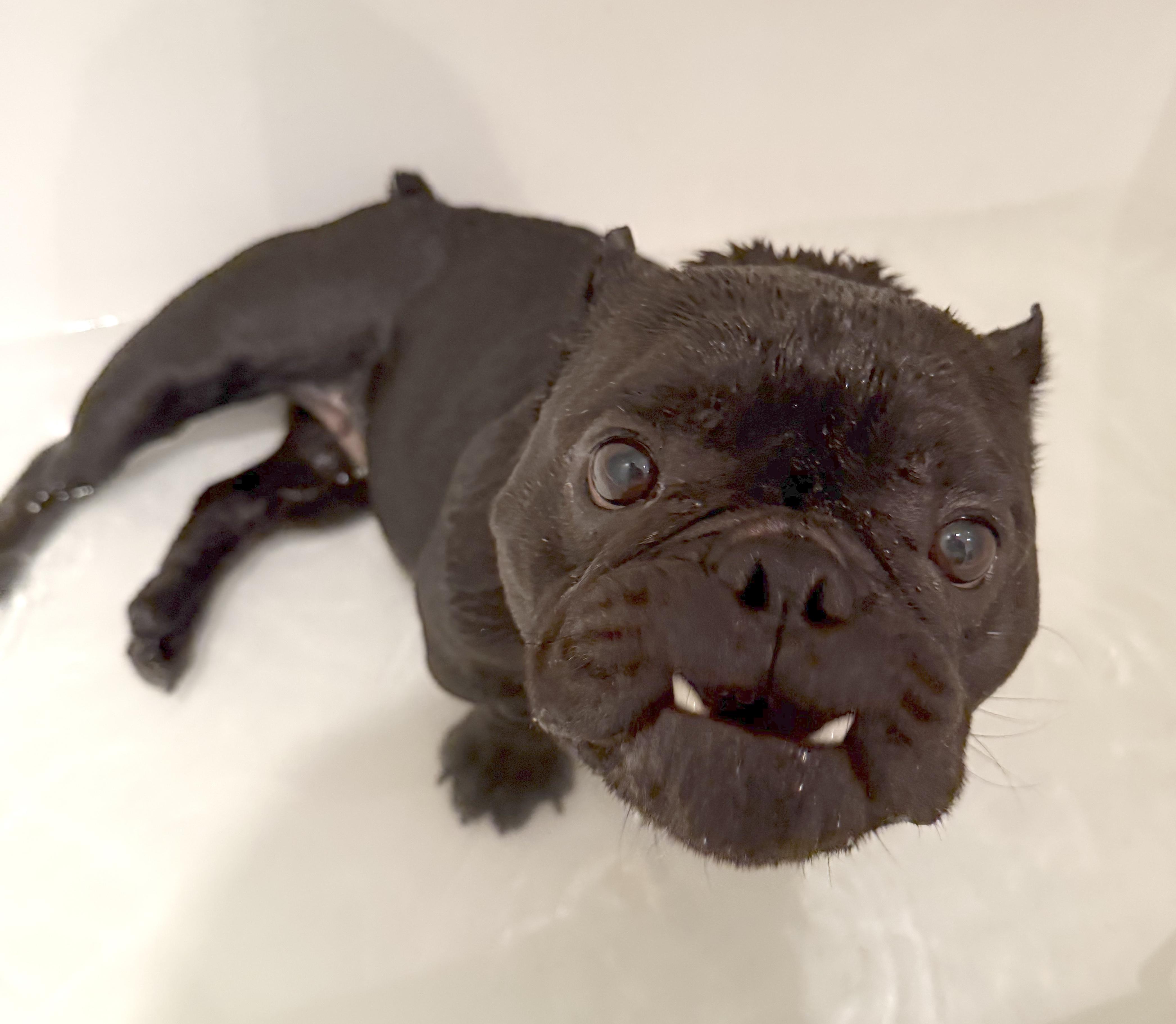 Dumpling, an adopted mixed breed in Brooklyn, NY image 4/6